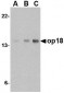 op18 Antibody